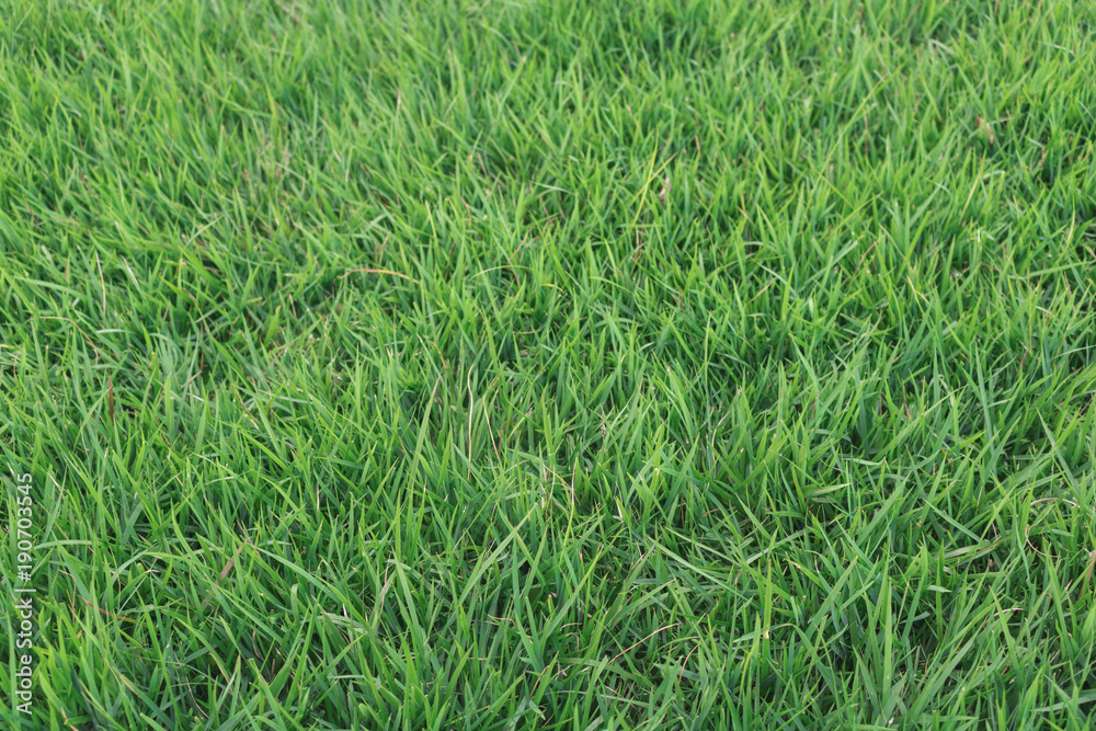Grass - Green grass texture Grass - Green grass texture
