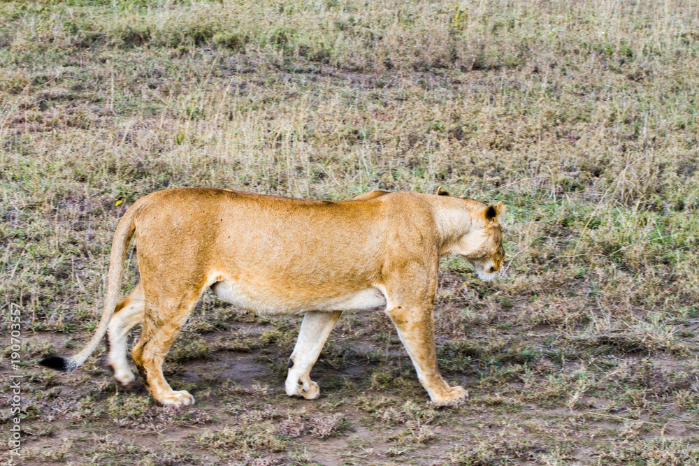 East African lionesses (Panthera leo) East African lionesses (Panthera leo)