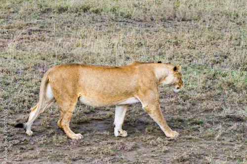 East African lionesses (Panthera leo)