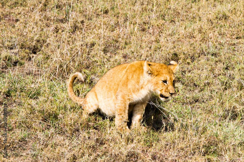 Fototapeta premium East African lion cubs (Panthera leo melanochaita)