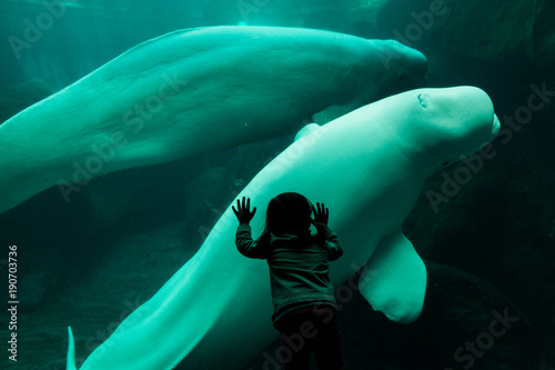 Little child staring at beluga whale through glass at aquarium. Fototapet