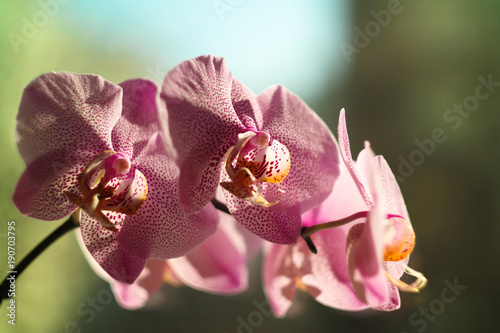 Purple Orchid Flowers - Close-up