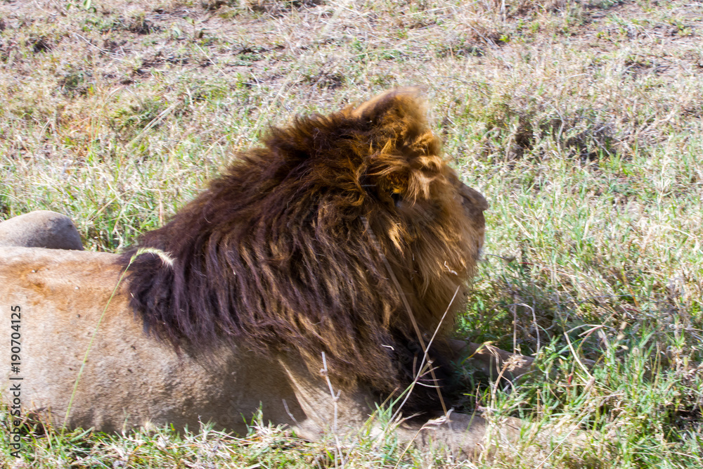 Naklejka premium Male East African lion (Panthera leo melanochaita)