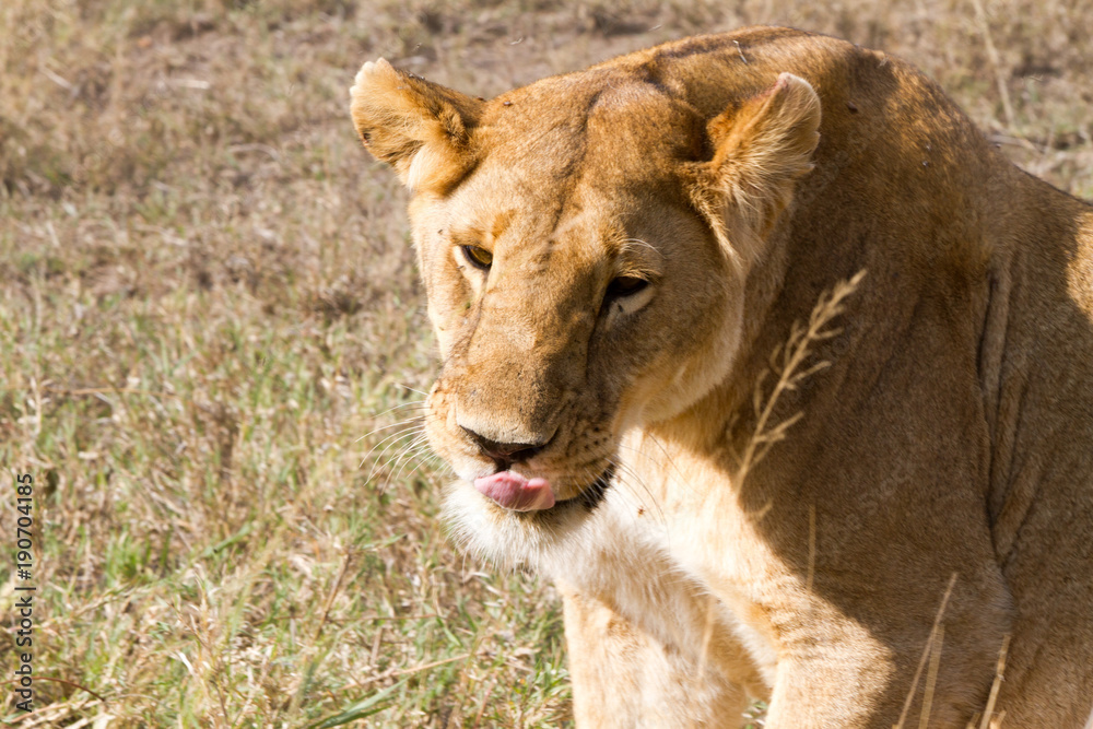 East African lionesses (Panthera leo) East African lionesses (Panthera leo)