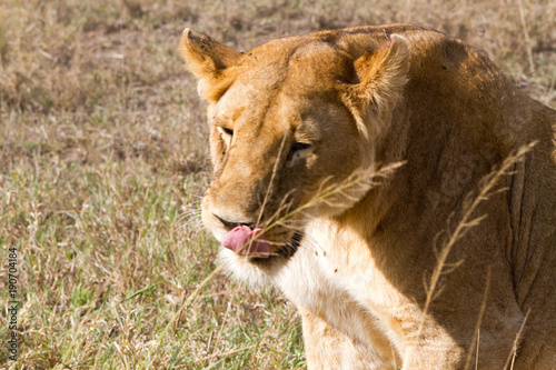 East African lionesses  Panthera leo 