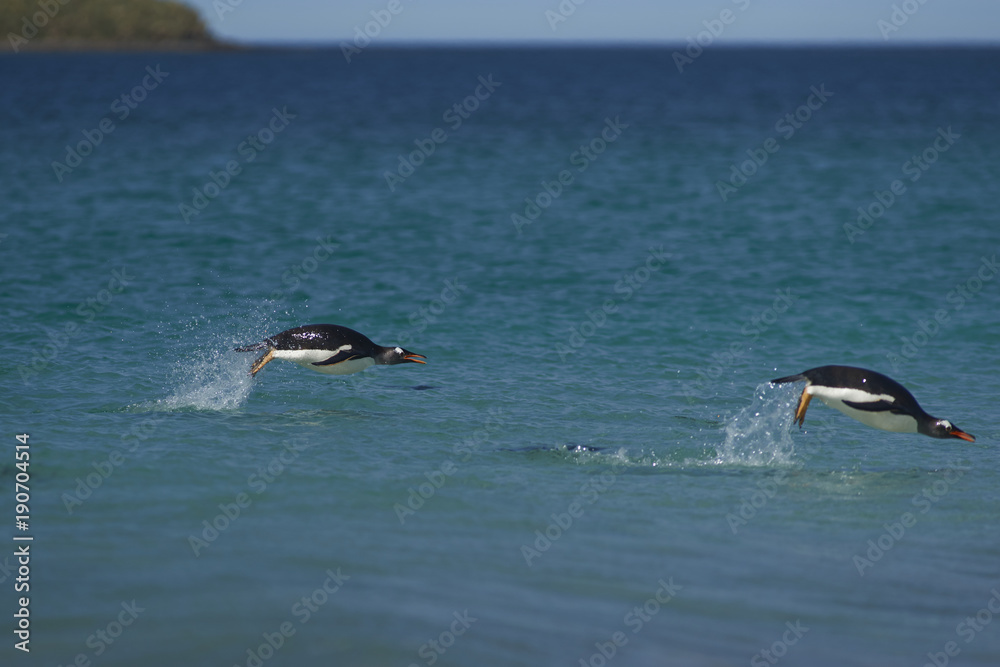 Fototapeta premium Gentoo Penguins (Pygoscelis papua) swimming in the sea off the coast of Bleaker Island in the Falkland Islands.