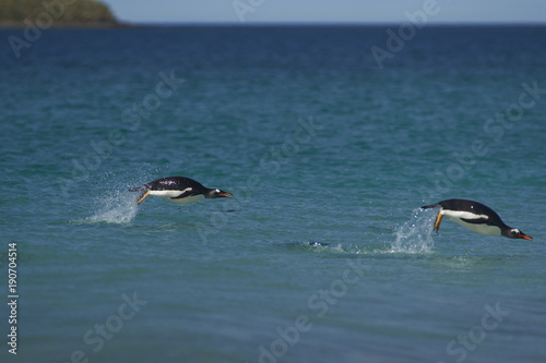 Gentoo Penguins (Pygoscelis papua) swimming in the sea off the coast of Bleaker Island in the Falkland Islands.