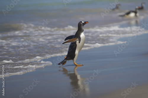 Gentoo Penguin (Pygoscelis papua) emerging from the sea onto a large sandy beach on Bleaker Island in the Falkland Islands.