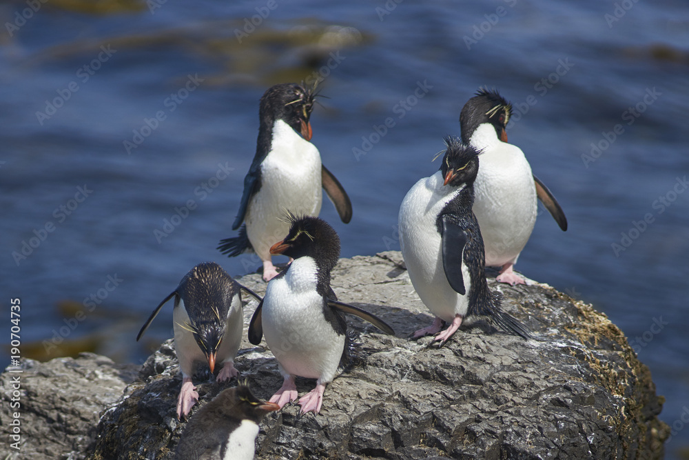 Fototapeta premium Rockhopper Penguins (Eudyptes chrysocome) preening themselves after coming ashore on the rocky cliffs of Bleaker Island in the Falkland Islands