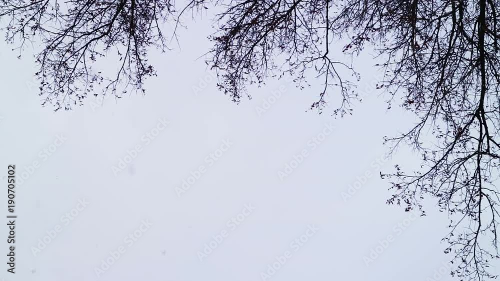 Snowfall. Bottom view. The tops of the trees. Snowfall. Bottom view. The tops of the trees.