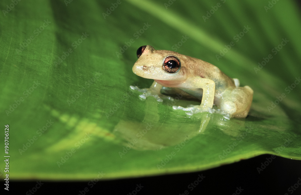 Obraz premium A Stauffer's treefrog (Scinax staufferi) on a banana leaf at night in Belize.