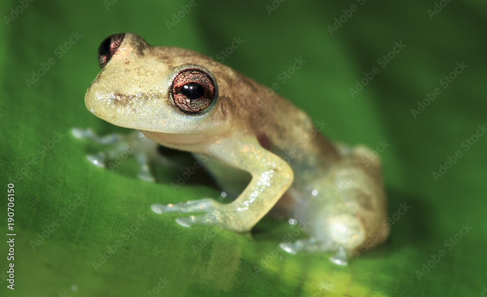 Obraz premium A Stauffer's treefrog (Scinax staufferi) on a banana leaf at night in Belize.