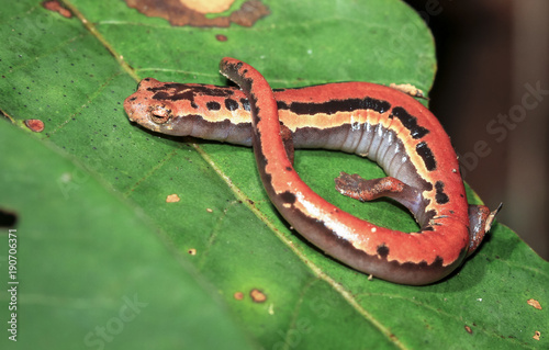 A mexican mushroomtongue salamander (Bolitoglossa mexicana) rests on a leaf at night in Belize.