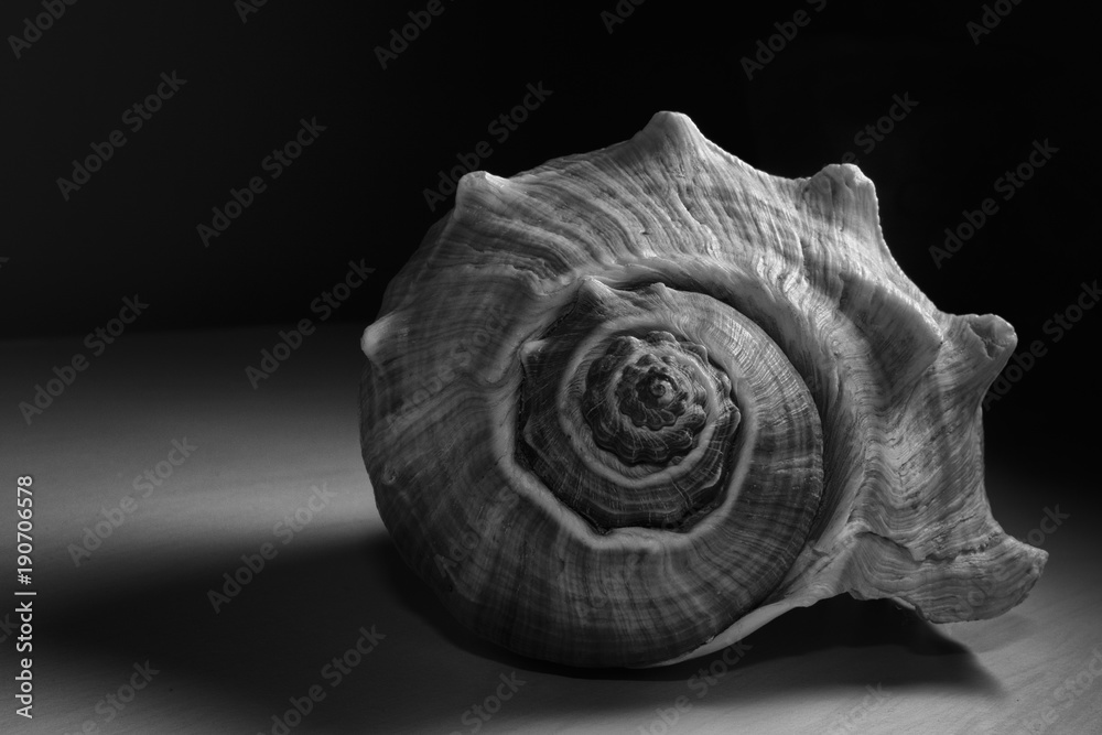 Caracol marino Caracol marino