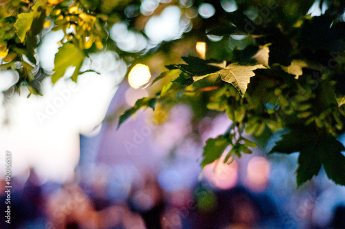 Blätter im Abendlicht vor einer Open Air Bühne mit bunten Scheinwerfern