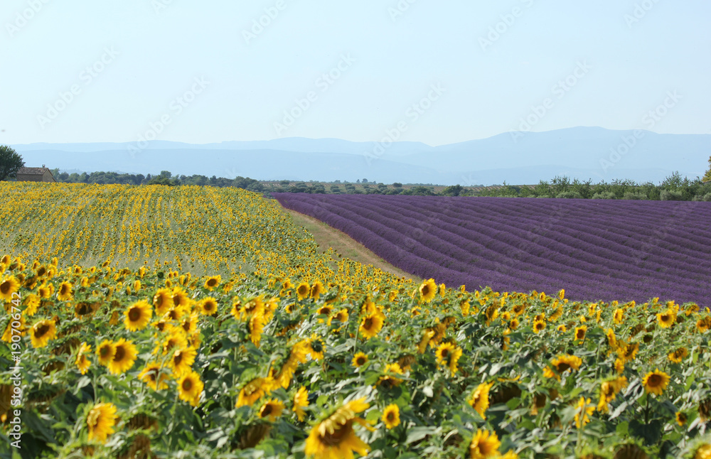 lavender and sunflower fields