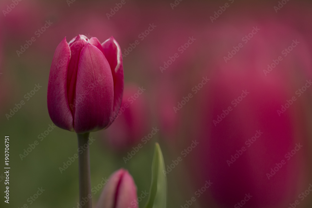 Fototapeta premium red tulip