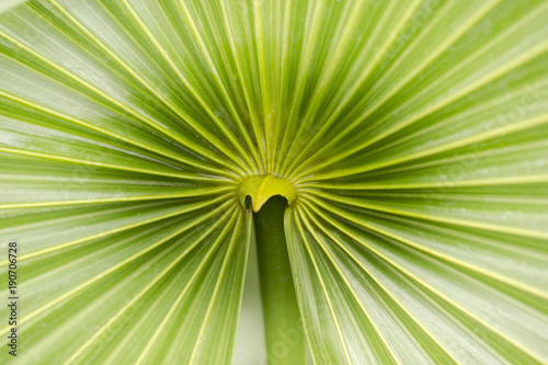 palm leaf