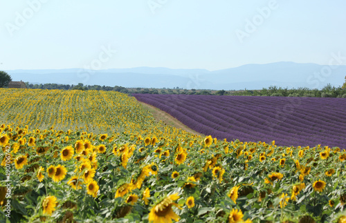 lavender and sunflower fields