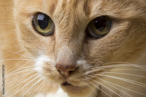 cat face