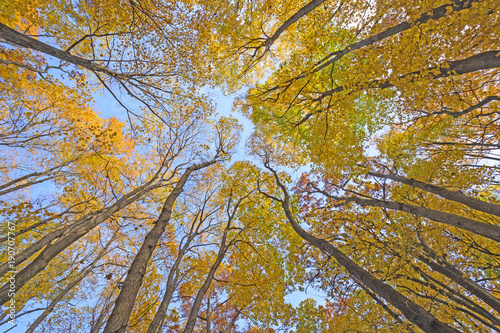 Looking up into a Catherdral of Yellow Trees