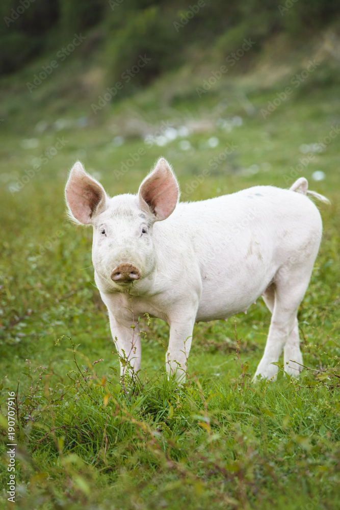 Little pig running through a grassy field and grazing the grass Little pig running through a grassy field and grazing the grass