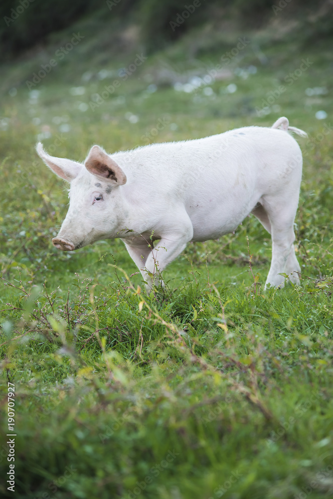 Little pig running through a grassy field and grazing the grass Little pig running through a grassy field and grazing the grass