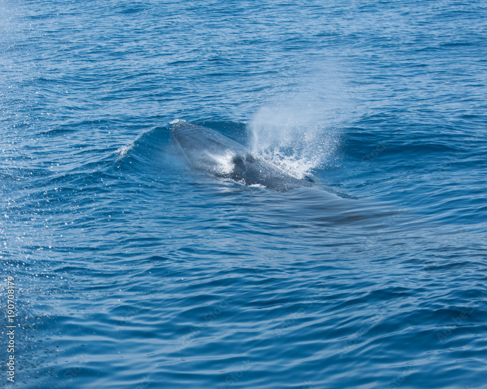 Tropical Whale Blowing Tropical Whale Blowing