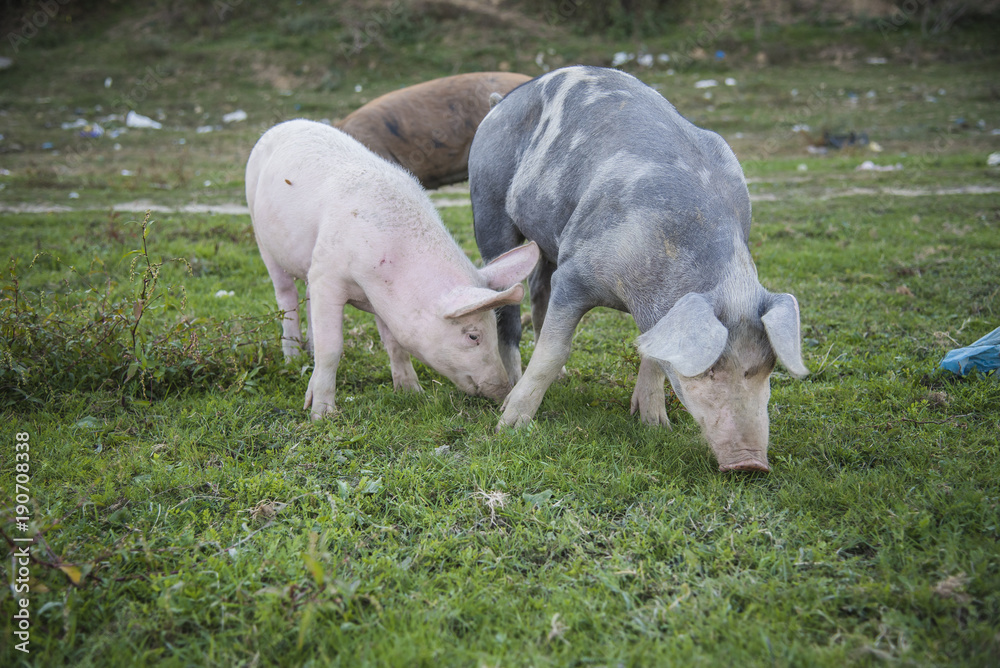 Small pigs and their mother running in the grassy field and grazing grass Small pigs and their mother running in the grassy field and grazing grass