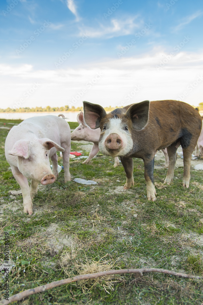 Small pigs and their mother running in the grassy field and grazing grass Small pigs and their mother running in the grassy field and grazing grass