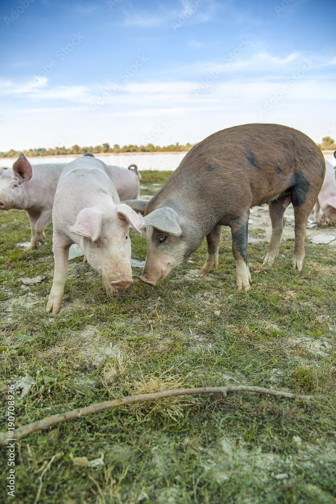 Obraz premium Small pigs and their mother running in the grassy field and grazing grass