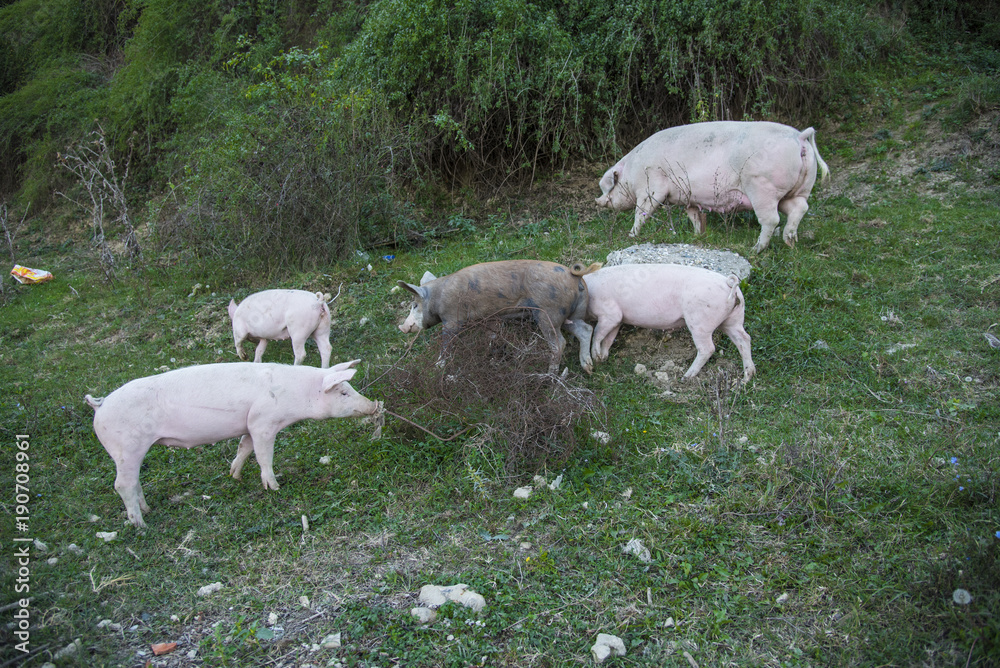Fototapeta premium Small pigs and their mother running in the grassy field and grazing grass