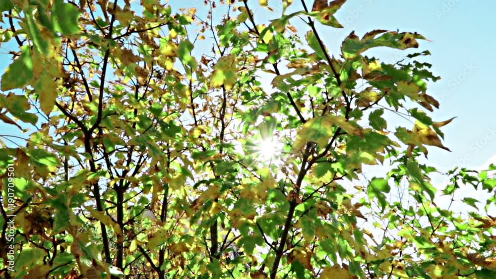 forest trees silhouette and green spring summer leaves at daylight sky with sun flare rays flying through forest on nature background, concept of nature environment forest trees silhouette and green spring summer leaves at daylight sky with sun flare rays flying through forest on nature background, concept of nature environment