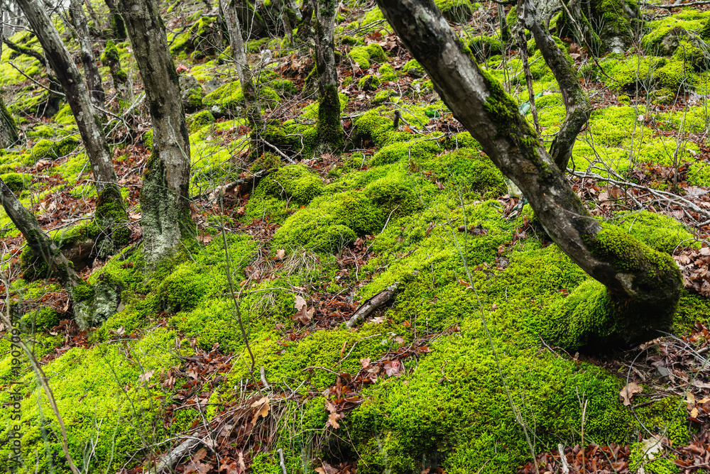 Trees covered with green moss