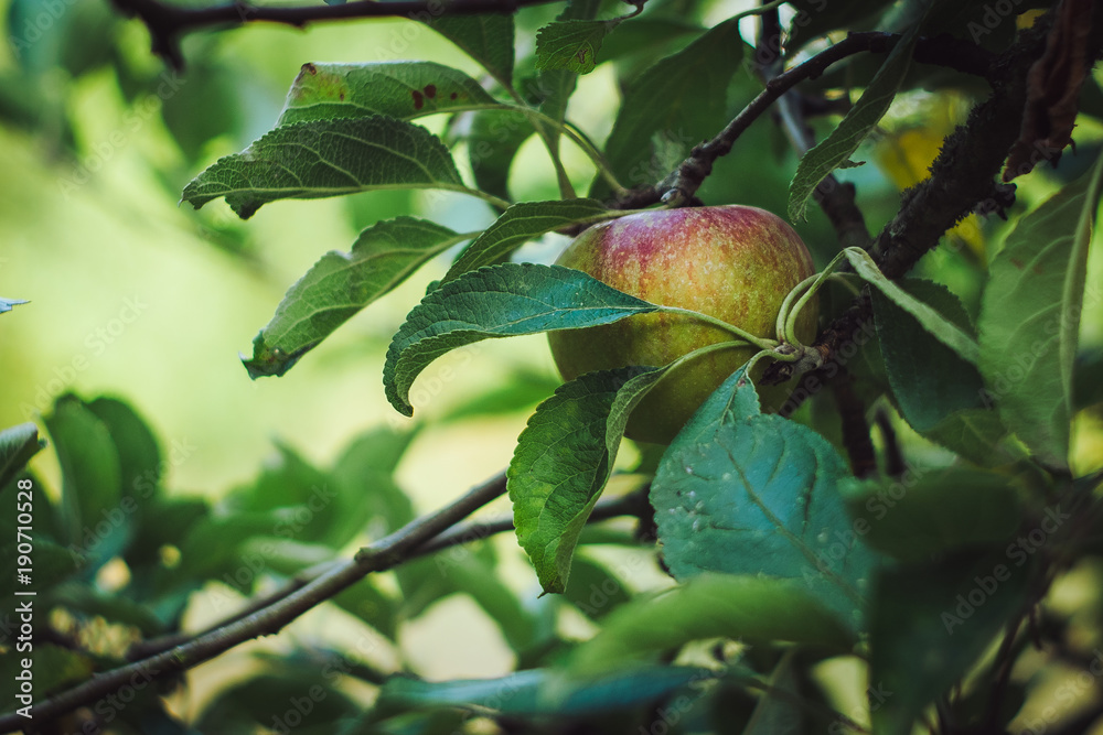 Apple on the tree surrounded by leaves. Apple on the tree surrounded by leaves.