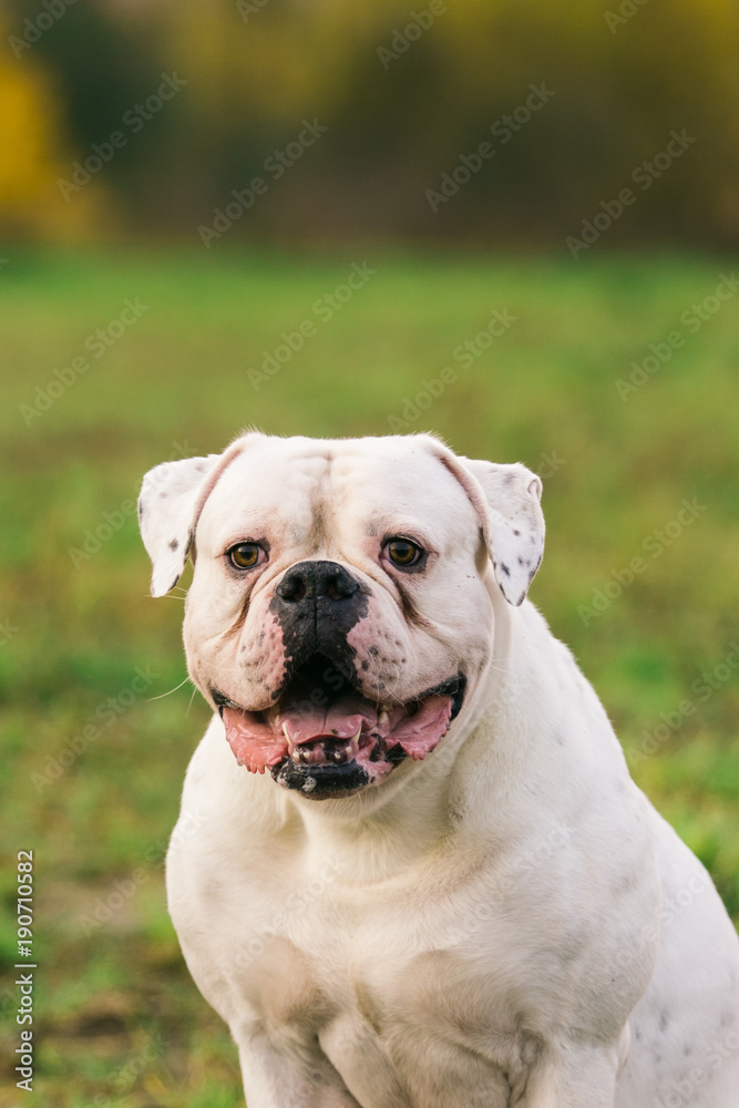 Big white dog on walk