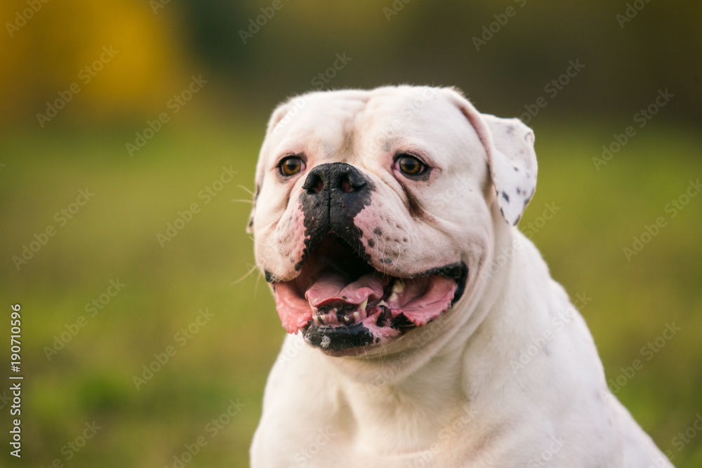 Big white dog on walk