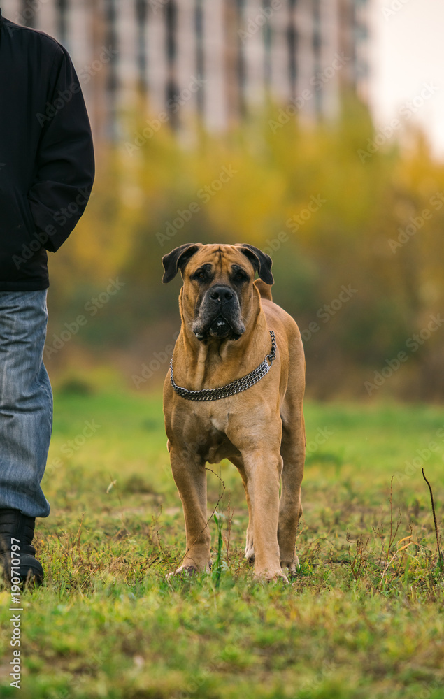 Big dog and an owner on urban lawn