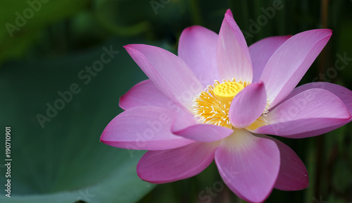 Fototapeta Naklejka Na Ścianę i Meble -  The lotus is in full bloom, in the pond
