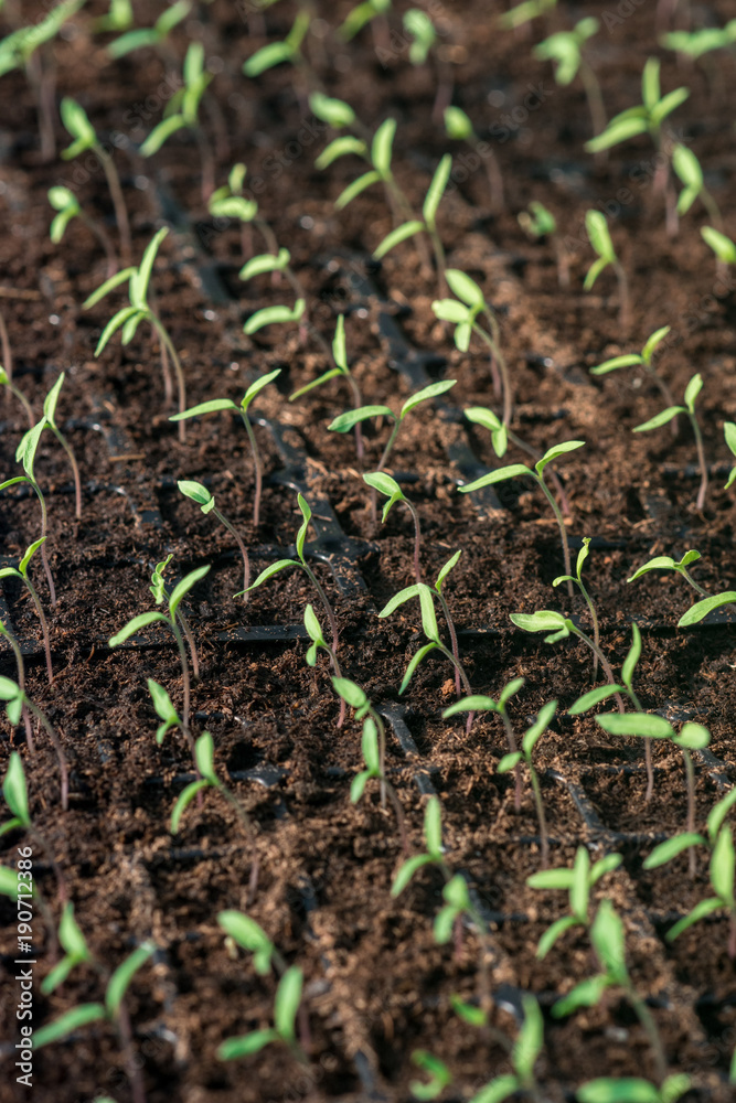 Sprouts of young tomato plants grown in a greenhouse, illuminated by sunlight Sprouts of young tomato plants grown in a greenhouse, illuminated by sunlight