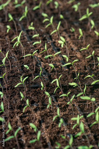 Sprouts of young tomato plants grown in a greenhouse, illuminated by sunlight