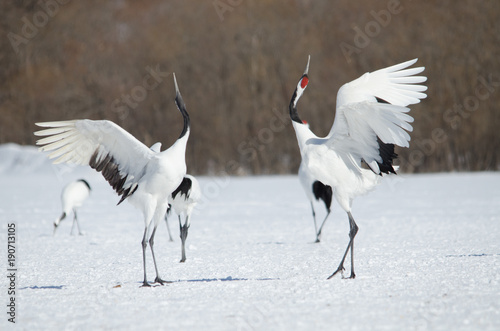 Red-crowned Cranes Dancing © 雅文 大石