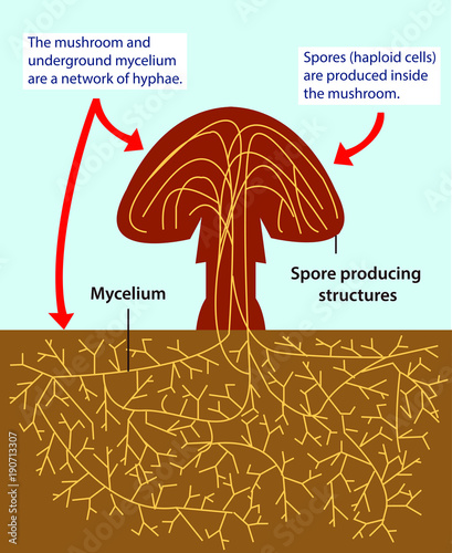 Vector illustration of the structure of a multicellular fungi. Colourful fungus biology picture.