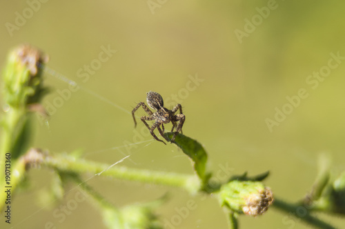 araña, insecto pequeño © martinred