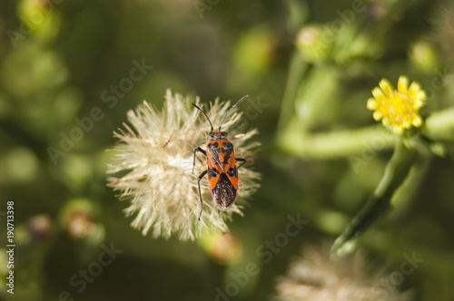 orange and black insect on white plant