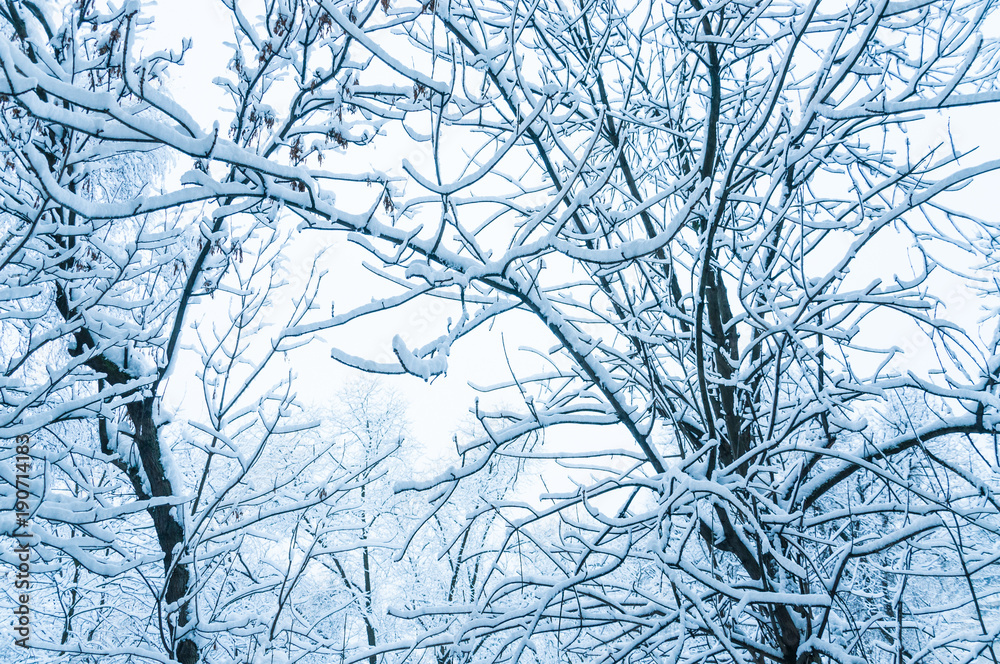 Obraz premium Winter morning in Moscow. Snow covered trees in the city. The view from the window after a heavy snowfall.