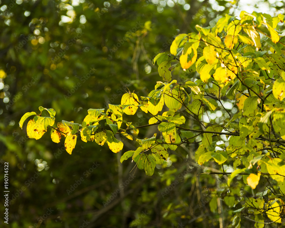 autumn leaves