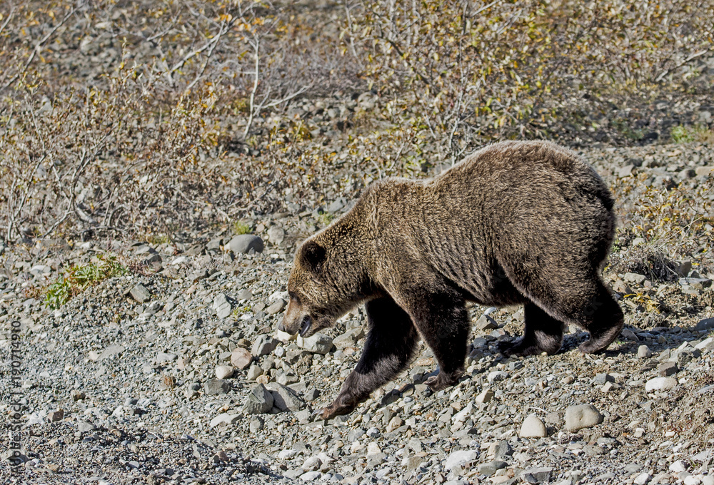In Denali National Park, Grizzly Bear looks for food. In Denali National Park, Grizzly Bear looks for food.