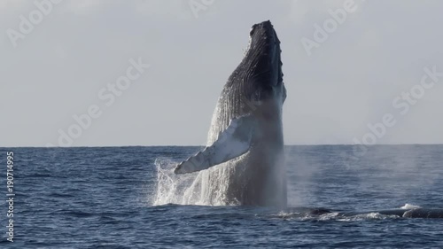Extremely rare shot of a full Humpback Whale breach. Super slow motion. Full HD.