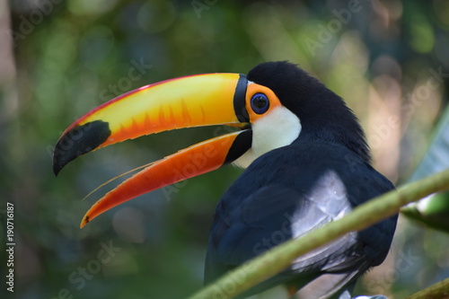Giant toucan (Ramphastos toco) in the forest, exotic south american bird